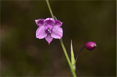 APII jpeg image of Arthropodium minus  © contact APII