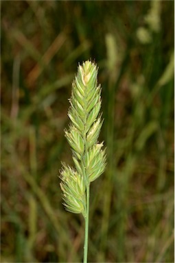 APII jpeg image of Dactylis glomerata  © contact APII