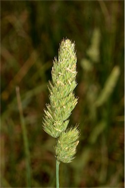 APII jpeg image of Dactylis glomerata  © contact APII