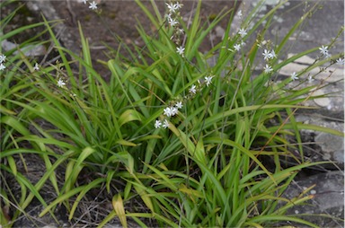 APII jpeg image of Chlorophytum comosum  © contact APII