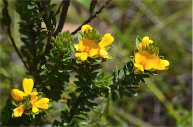 APII jpeg image of Pultenaea canescens  © contact APII