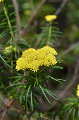 APII jpeg image of Cassinia aureonitens  © contact APII