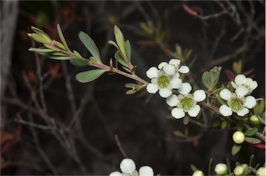 APII jpeg image of Leptospermum continentale  © contact APII