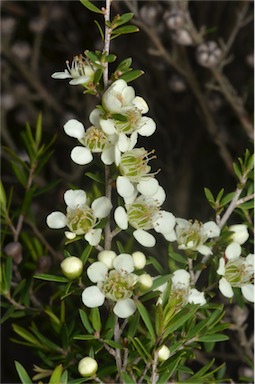 APII jpeg image of Leptospermum continentale  © contact APII