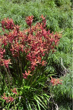 APII jpeg image of Anigozanthos 'Bush Volcano'  © contact APII