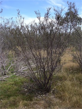 APII jpeg image of Leptospermum continentale  © contact APII