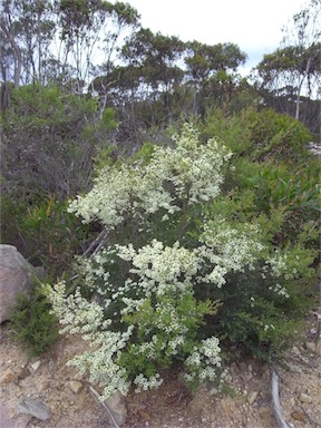 APII jpeg image of Leptospermum continentale  © contact APII