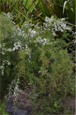 APII jpeg image of Leptospermum deuense  © contact APII