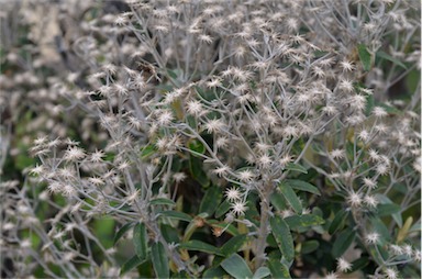 APII jpeg image of Olearia megalophylla  © contact APII