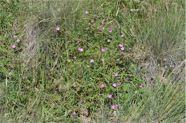 APII jpeg image of Geranium solanderi var. solanderi  © contact APII