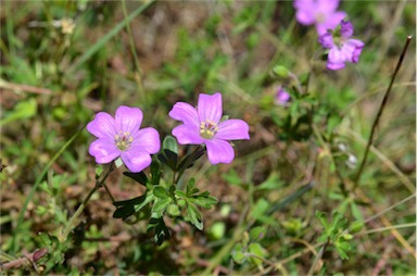 APII jpeg image of Geranium solanderi var. solanderi  © contact APII