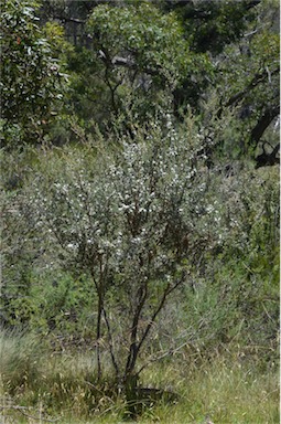 APII jpeg image of Leptospermum myrtifolium  © contact APII