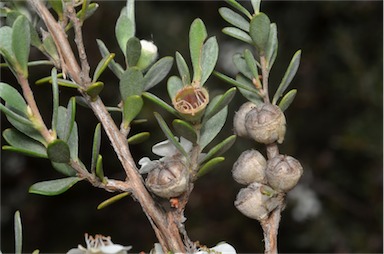 APII jpeg image of Leptospermum myrtifolium  © contact APII