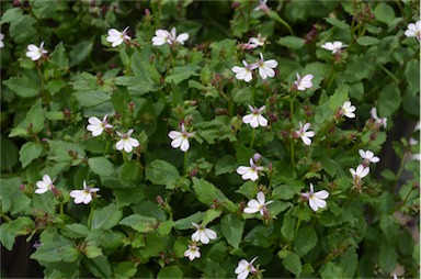 APII jpeg image of Lobelia purpurascens  © contact APII