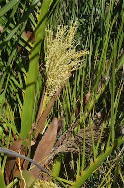 APII jpeg image of Phoenix canariensis  © contact APII