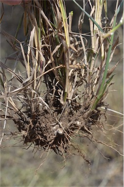 APII jpeg image of Digitaria divaricatissima var. divaricatissima  © contact APII