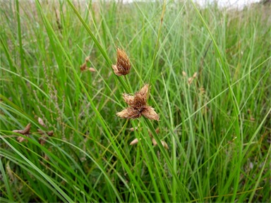 APII jpeg image of Bolboschoenus caldwellii  © contact APII