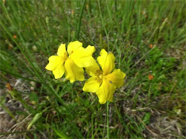 APII jpeg image of Goodenia pinnatifida  © contact APII