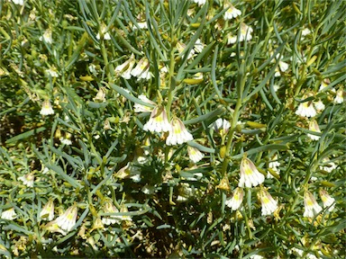 APII jpeg image of Scaevola collaris  © contact APII