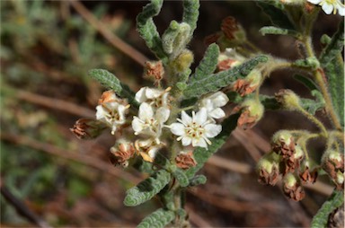 APII jpeg image of Commersonia densiflora  © contact APII