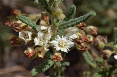 APII jpeg image of Commersonia densiflora  © contact APII