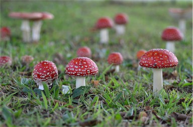 APII jpeg image of Amanita muscaria  © contact APII