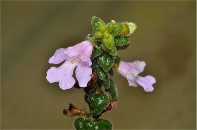 APII jpeg image of Prostanthera marifolia  © contact APII