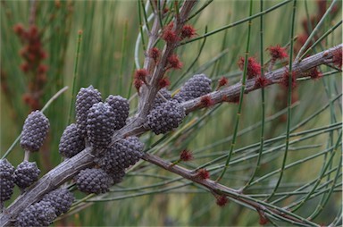 APII jpeg image of Allocasuarina rigida subsp. rigida  © contact APII