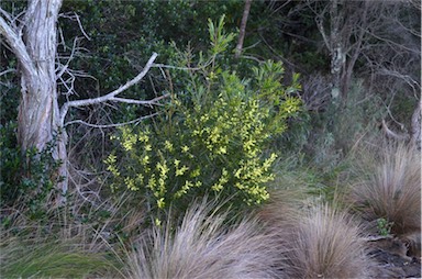 APII jpeg image of Acacia floribunda  © contact APII