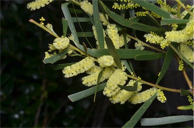 APII jpeg image of Acacia floribunda  © contact APII