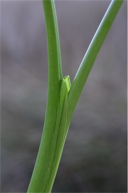 APII jpeg image of Zantedeschia aethiopica  © contact APII