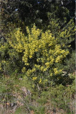 APII jpeg image of Acacia longifolia subsp. longifolia  © contact APII