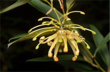 APII jpeg image of Grevillea rhyolitica subsp. semivestita  © contact APII