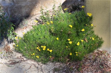 APII jpeg image of Senecio pinnatifolius var. pinnatifolius  © contact APII