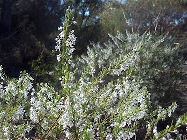 APII jpeg image of Hybanthus floribundus subsp. adpressus  © contact APII