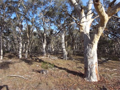 APII jpeg image of Eucalyptus rossii  © contact APII