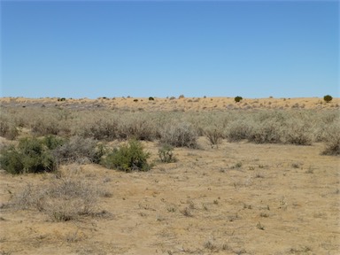 APII jpeg image of Atriplex nummularia  © contact APII