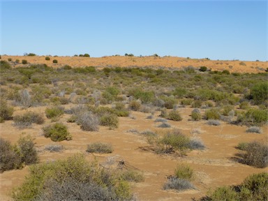 APII jpeg image of Eremophila macdonnellii  © contact APII