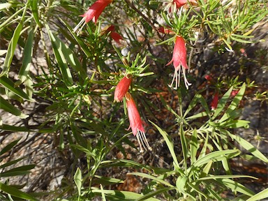 APII jpeg image of Eremophila latrobei subsp. glabra  © contact APII