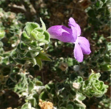 APII jpeg image of Eremophila obovata  © contact APII