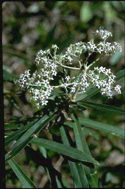 APII jpeg image of Astrotricha sp. Howe Range (D.E.Albrecht 1054)  © contact APII