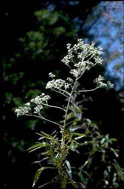 APII jpeg image of Astrotricha sp. Howe Range (D.E.Albrecht 1054)  © contact APII