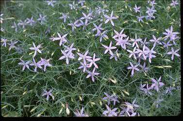 APII jpeg image of Isotoma axillaris  © contact APII