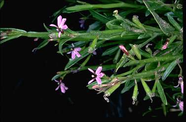 APII jpeg image of Lobelia anceps  © contact APII