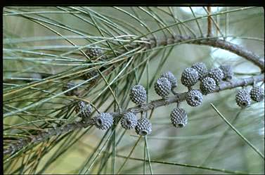 APII jpeg image of Casuarina glauca  © contact APII