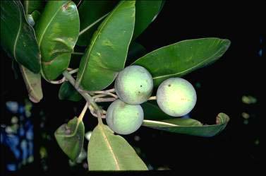 APII jpeg image of Calophyllum inophyllum  © contact APII