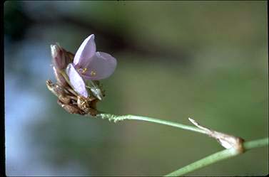 APII jpeg image of Murdannia gigantea  © contact APII