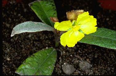 APII jpeg image of Hibbertia banksii  © contact APII