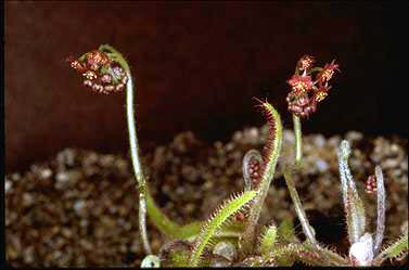 APII jpeg image of Drosera adelae  © contact APII