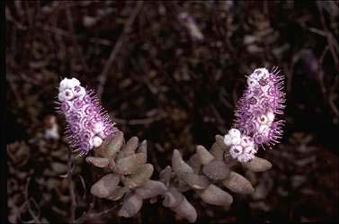 APII jpeg image of Lachnostachys ferruginea f. ferruginea  © contact APII